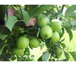 باغ سیب، آذربایجان غربی، اشنویه